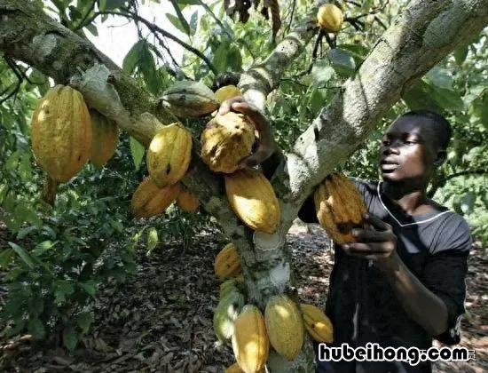 科特迪瓦是西非国家吗还是美国 科特迪瓦属于西非吗