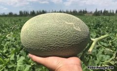 怎样挑选哈密瓜才甜图解 怎么挑选哈密瓜又甜又好吃