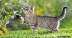 世无良猫文言文翻译答案 世无良猫文言文及翻译