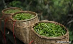 四大名茶之一的龙井茶产于哪个城市 四大名茶之一的龙井茶产地是?