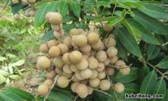 四季龙眼好吗 四季龙眼什么时候结果