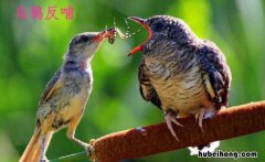 乌鸦反哺告诉我们一个什么道理 乌鸦反哺让我们懂得了什么道理