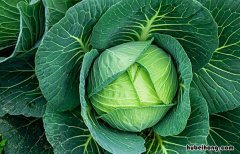 储存大白菜的最佳方法 白菜的保鲜储藏方法
