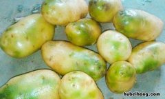 土豆放久了变绿能吃吗为什么 土豆放久了变绿能吃吗