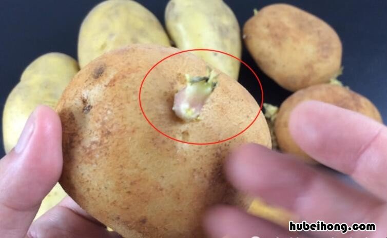 马铃薯发芽了还能不能吃 发了芽的土豆能吃吗