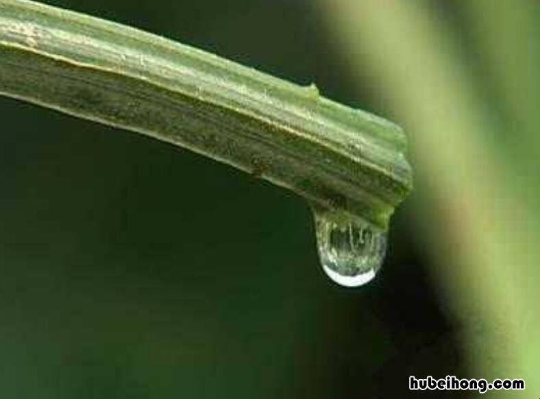丝瓜水保存多少长间时间可以喝 丝瓜水保存多少长间时间能喝