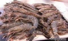 基围虾能与南瓜同吃吗 基围虾能不能和南瓜一起吃