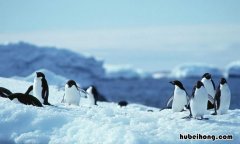 《企鹅历险记》读后感怎么写二年级 企鹅遇险记绘本读后感