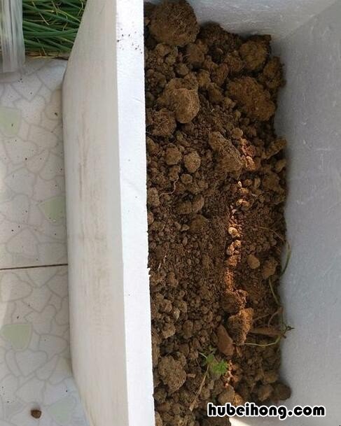 泡沫盒子种菜到底有没有影响健康 泡沫盒里种菜能吃吗?