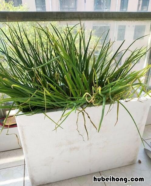 泡沫盒子种菜到底有没有影响健康 泡沫盒里种菜能吃吗?