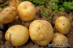 白心土豆和黄心土豆有什么不一样 白心土豆与黄心土豆