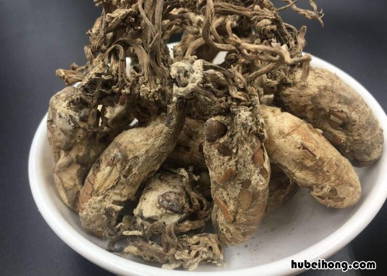 干金蝉花食用前怎么清洗 金蝉花处理方法