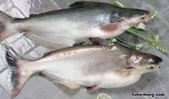 巴沙鱼8种最佳吃法 巴沙鱼