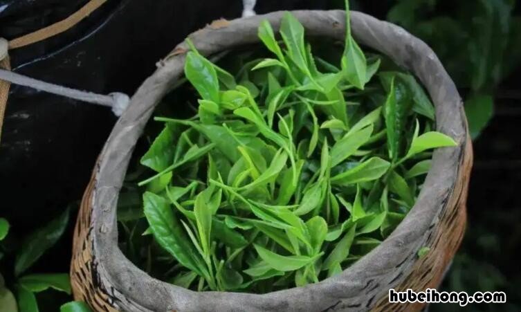 富晒茶适合什么季节喝比较好 富晒茶的功效