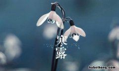 寒露吃什么食物养生 寒露吃什么食物最好