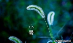 小睡鼠吃什么 小暑节气