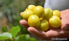 小白杏哪里产的最好 小白杏是什么品种