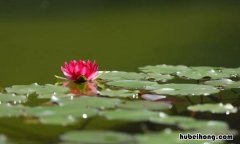 夏意的解释与翻译 夏意诗意思