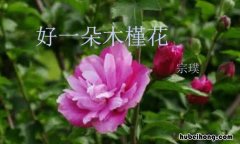 《好一朵木槿花》读后感怎么写作文400字 好一朵木槿花阅读随笔