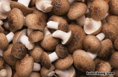 新鲜蘑菇怎么洗才干净 吃完香菇千万别碰5种食物