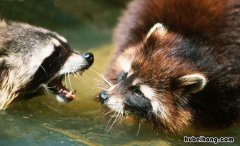 浣熊绒是什么面料起球吗 浣熊绒是什么面料掉毛怎么办