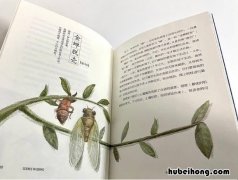 昆虫记又被誉为什么 昆虫记被称为啥