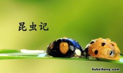 昆虫记读后感600字以上初二水平 昆虫记读后感600字征文