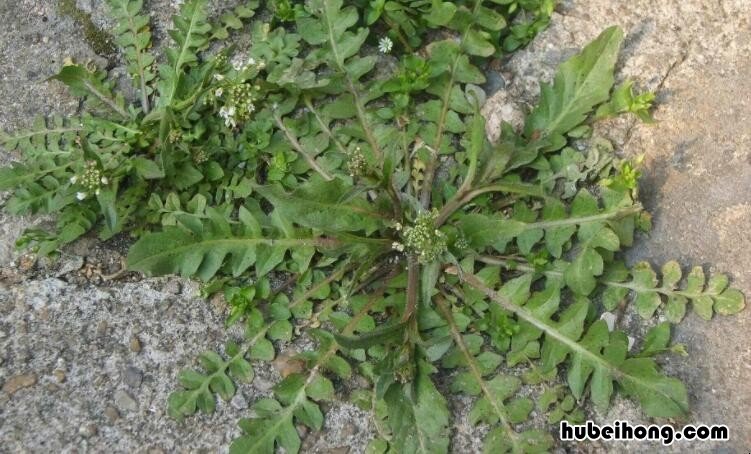 春天的野菜有哪些图片及名称 春天的野菜有哪些品种图片