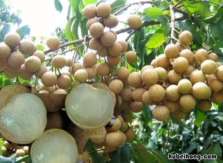 桂圆是什么季节吃的水果 桂圆的成熟季节是几月份
