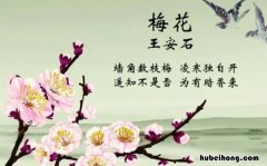 梅花是诗人笔下的什么 梅花是诗句