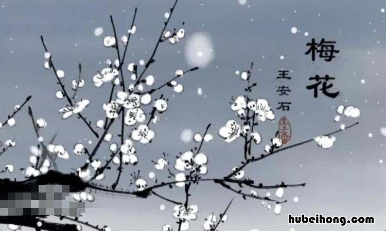 梅花翻译注释 梅花诗的翻译