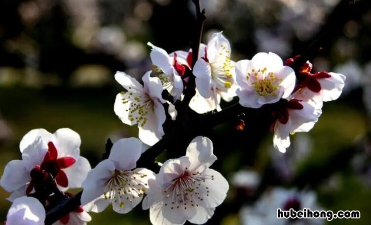 梅花绝句其二秒懂百科 梅花绝句之二古诗