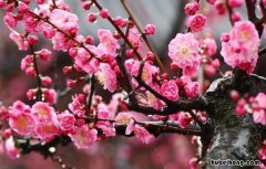 课文题目“梅花魂”有什么含义 梅花魂课例