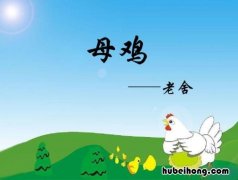 母鸡课文视频讲解大全图解 母鸡课文原文电子教材