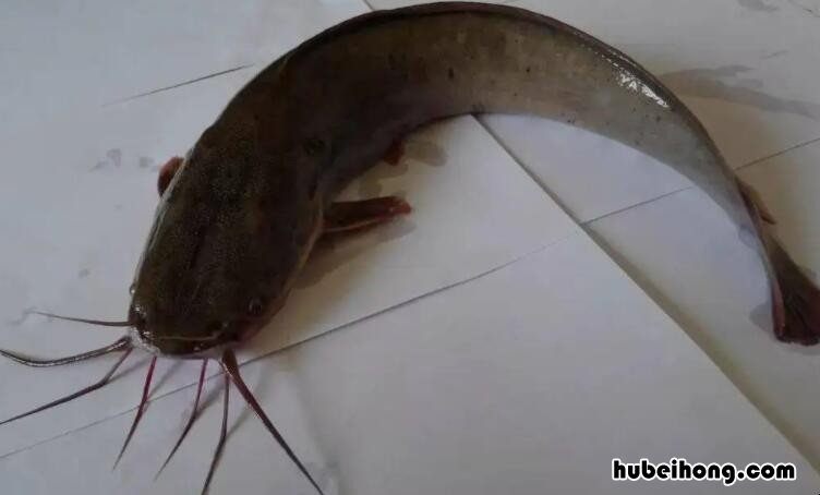 梭边鱼的粘液没洗能吃吗视频 梭边鱼不干净吗