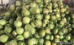 椰青和椰子什么区别 椰青与椰子有什么区别