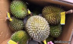 榴莲为什么中国产不了 榴莲那么贵,为何中国不自己种植?