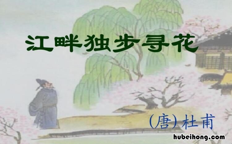 江畔独步寻花古诗其二古诗 江畔独步寻花其二的翻译