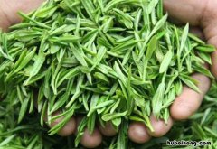 白茶属于什么茶 碧螺春属于什么茶