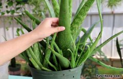 芦荟可以食用吗 哪种芦荟可以食用