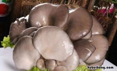 新鲜蘑菇放冰箱冷藏能放几天 新鲜蘑菇放冰箱能放多久