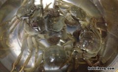 河蟹死了就不能吃了吗 河蟹死了能吃吗
