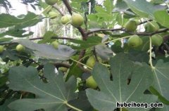 无花果树什么时候种植 无花果树怎么种植方法