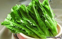 油麦菜和莴笋叶有什么区别 油麦菜和莴笋叶是一种吗图片