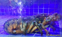 波士顿龙虾是进口的吗能吃吗 波士顿龙虾是进口的吗知乎