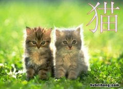 猫的创作背景作品简介 《猫》背景资料