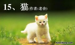 《猫》的读后感300字作文怎么写 《猫》的读后感300字作文三年级