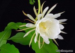 昙花扦插活什么时候移栽比较好 昙花何时扦插