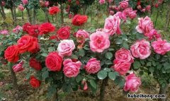 春天适合种什么植物和蔬菜 春天适合种什么植物种子
