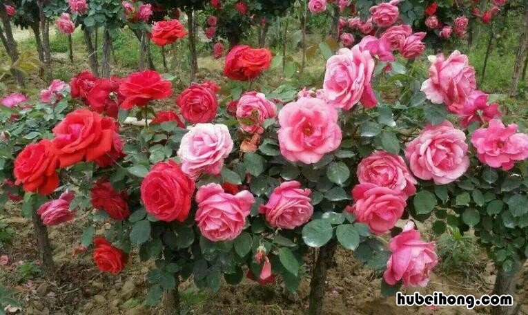 春天适合种什么植物和蔬菜 春天适合种什么植物种子